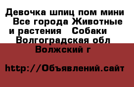 Девочка шпиц пом мини - Все города Животные и растения » Собаки   . Волгоградская обл.,Волжский г.